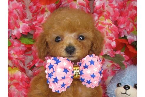 成約済の茨城県のトイプードル-33020の3枚目