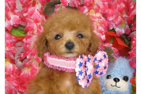 成約済の茨城県のトイプードル-33020の4枚目