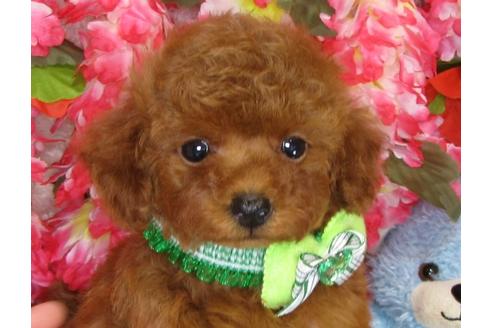 成約済の茨城県のトイプードル-33021の2枚目