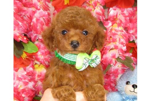 成約済の茨城県のトイプードル-33021の4枚目