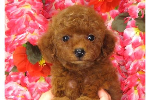 成約済の茨城県のトイプードル-33021の1枚目