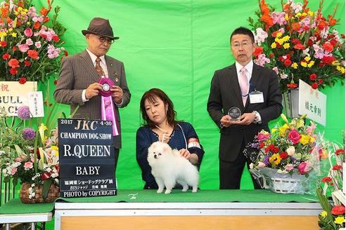 成約済の福岡県のポメラニアン-33040の5枚目
