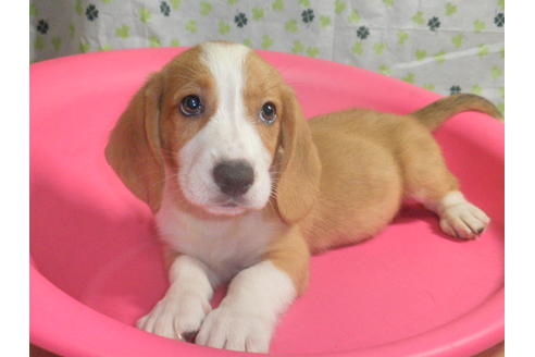 成約済の神奈川県のミックス犬-31616の1枚目