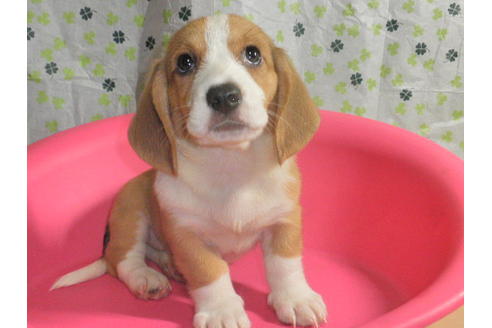 成約済の神奈川県のミックス犬-31615の4枚目