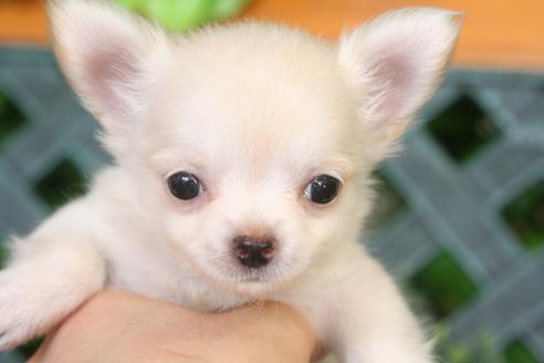 成約済の京都府のチワワ(ロングコート)-33064の5枚目