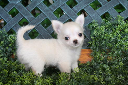 成約済の京都府のチワワ(ロングコート)-33064の4枚目