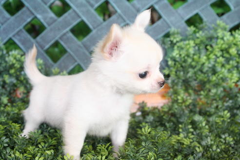 成約済の京都府のチワワ(ロングコート)-33064の3枚目