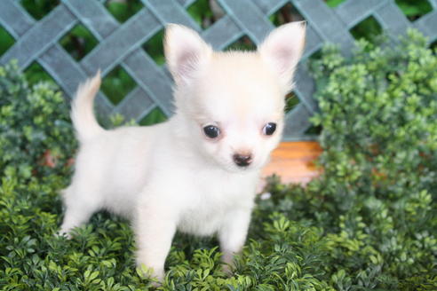 成約済の京都府のチワワ(ロングコート)-33064の2枚目