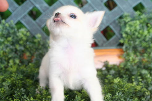 成約済の京都府のチワワ(ロングコート)-33064の1枚目