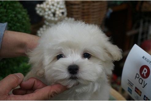 成約済の京都府のミックス犬-32249の3枚目