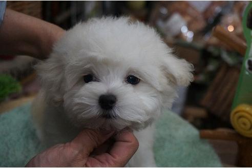 成約済の京都府のミックス犬-32249の2枚目
