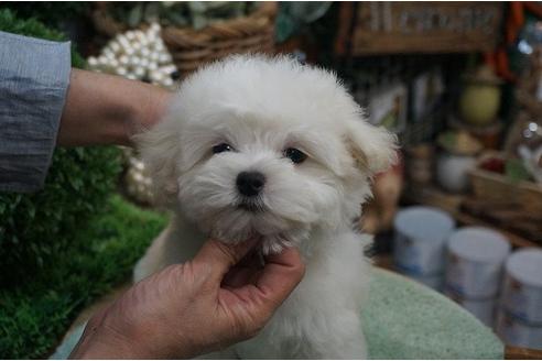 成約済の京都府のミックス犬-32249の1枚目