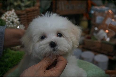 成約済の京都府のミックス犬-32248の1枚目