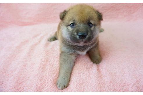 成約済の奈良県の柴犬-32465の1枚目