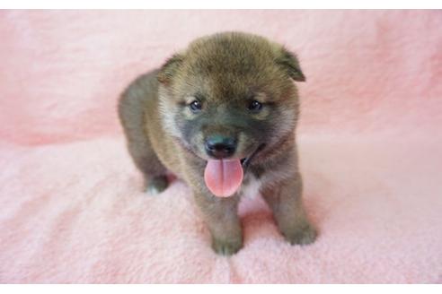 成約済の奈良県の柴犬-32465の2枚目