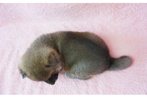 成約済の奈良県の柴犬-32465の3枚目