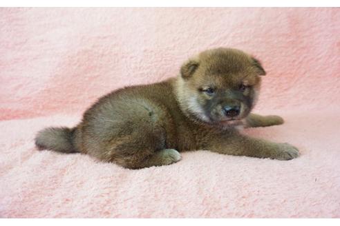 成約済の奈良県の柴犬-32465の4枚目