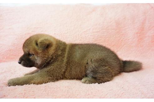 成約済の奈良県の柴犬-32465の5枚目