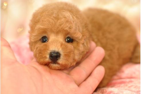 成約済の茨城県のトイプードル-33098の2枚目