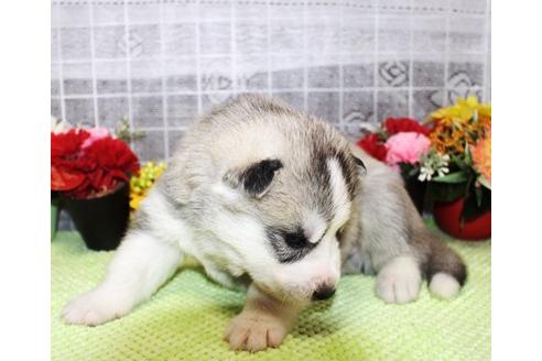 成約済の福岡県のシベリアンハスキー-32927の4枚目