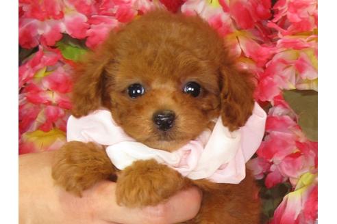 成約済の茨城県のトイプードル-33110の5枚目