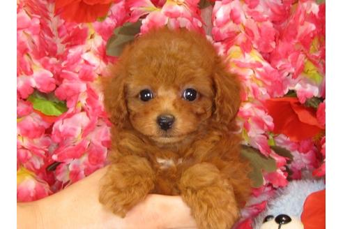 成約済の茨城県のトイプードル-33110の4枚目