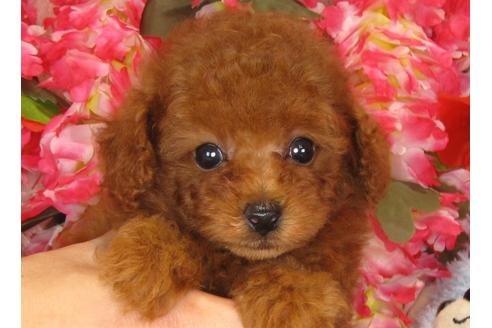 成約済の茨城県のトイプードル-33111の5枚目