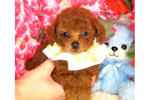 成約済の茨城県のトイプードル-33111の1枚目