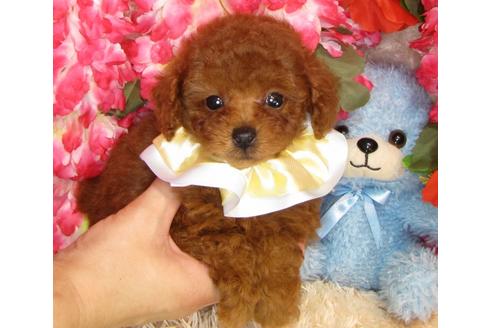 成約済の茨城県のトイプードル-33111の2枚目