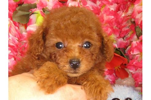 成約済の茨城県のトイプードル-33111の3枚目