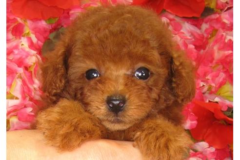 成約済の茨城県のトイプードル-33111の4枚目