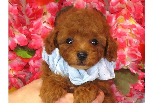 成約済の茨城県のトイプードル-33112の2枚目