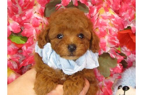 成約済の茨城県のトイプードル-33112の3枚目