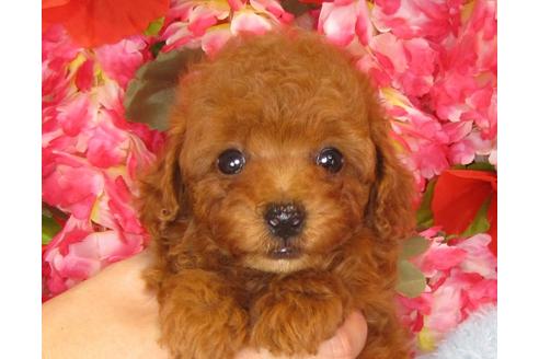 成約済の茨城県のトイプードル-33112の5枚目