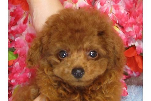 成約済の茨城県のトイプードル-33113の4枚目