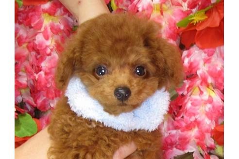 成約済の茨城県のトイプードル-33113の2枚目