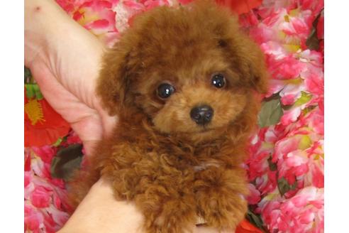 成約済の茨城県のトイプードル-33113の3枚目