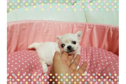 成約済の長崎県のチワワ(ロングコート)-32713の1枚目