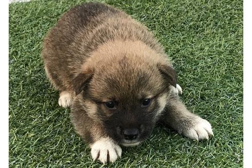 成約済の長崎県の柴犬-33119の1枚目