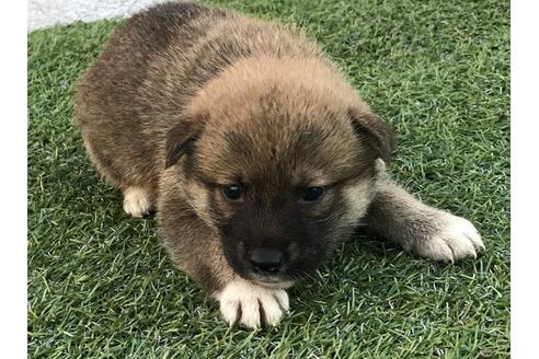 成約済の長崎県の柴犬-33119の2枚目