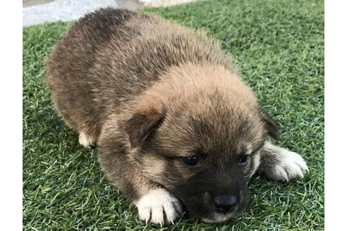 成約済の長崎県の柴犬-33119の4枚目