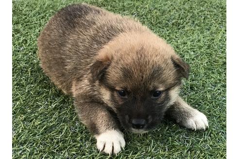 成約済の長崎県の柴犬-33119の5枚目