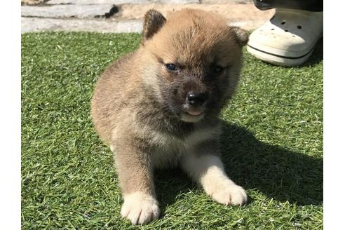 成約済の長崎県の柴犬-33120の2枚目