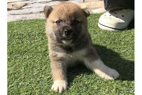 成約済の長崎県の柴犬-33120の4枚目