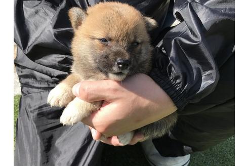 成約済の長崎県の柴犬-33120の5枚目