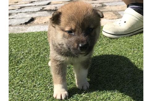 成約済の長崎県の柴犬-33121の5枚目