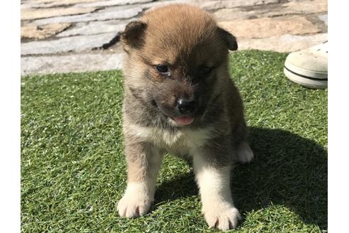 成約済の長崎県の柴犬-33121の1枚目