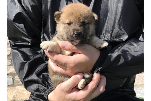 成約済の長崎県の柴犬-33121の4枚目