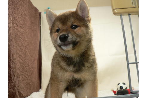 成約済の愛知県の柴犬-31719の5枚目