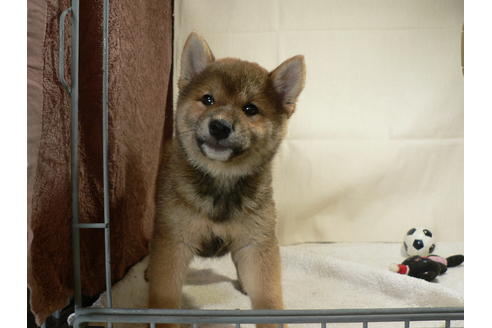 成約済の愛知県の柴犬-31719の4枚目